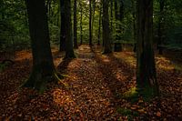 Beautiful morning in the Oisterwijk forest.