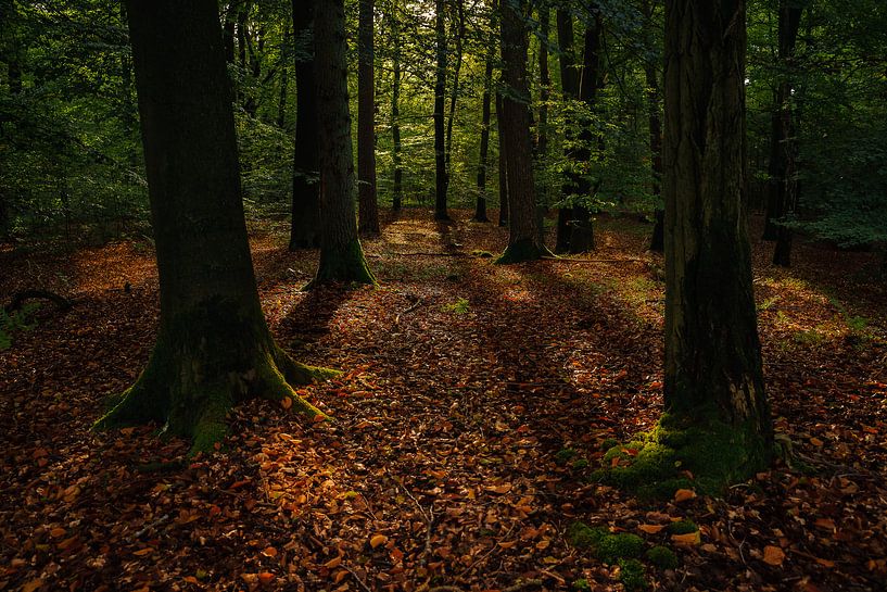 Beautiful morning in the Oisterwijk forest. by justus oostrum