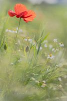 Frühlingsblumen im Sonnenlicht.