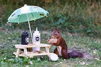 l'heure du repas écureuil