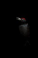 Black woodpecker portrait