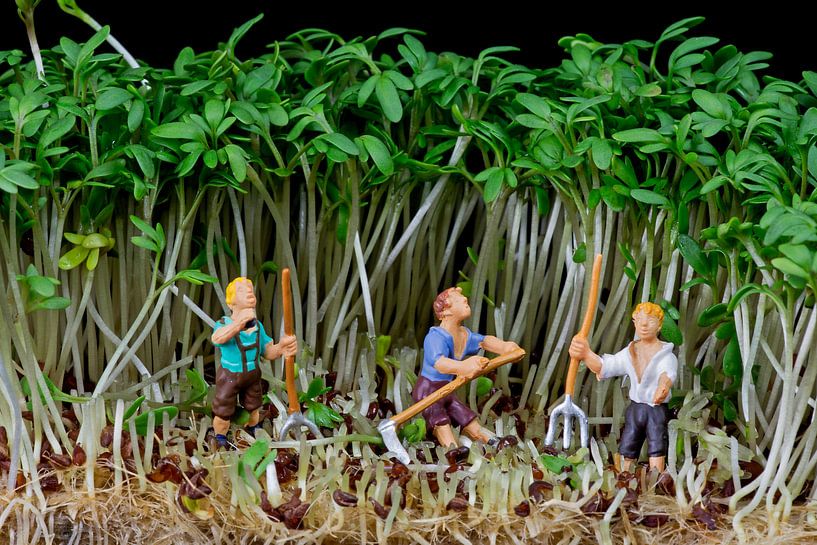 Tuinkers von Arie Kraaijeveld