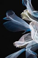 Radiographie florale