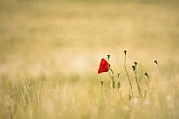 Mohn - Liebe / Poppy - Love