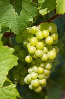 Traube am Baum in Stellenbosch, Südafrika