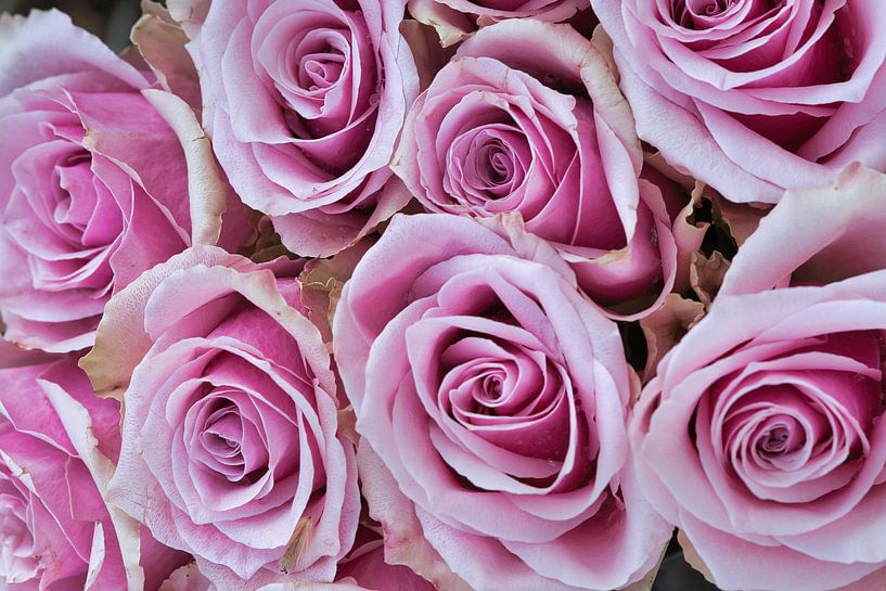 Nahaufnahme einer Rose in voller Blüte, leuchtende Farben, feine Texturen. von Martin Köbsch