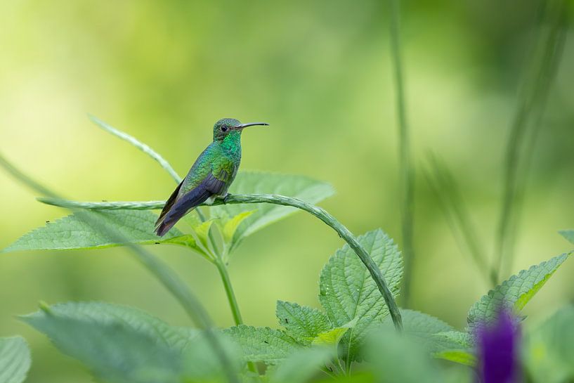 Blue-throated hummingbird by antonvanbeek.nl