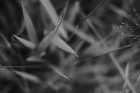 schwarz-weiße (monochrome) Bilder von Gras oder spitzen Blättern