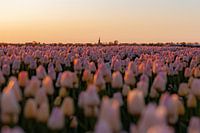 Tulip field in the evening sun