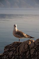 Meeuw op een rots aan zee