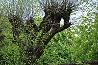 Pollardweide im Frühjahr.....