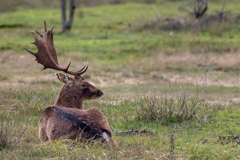 Hirsche an den Dünen der Amsterdamer Wasserversorgung von Linda Schouw