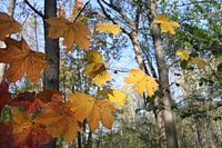 Herbstwind_Natur-Kunst-Installation