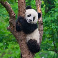 Cute panda bear in tree ( giant panda )