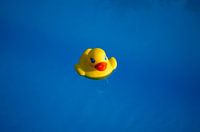 Yellow rubber duck in a blue pool