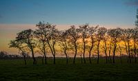 Zonsondergang en een rijtje bomen