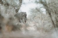 Old bull elephant in green shrubbery