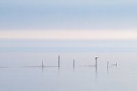 Gouwzee dans la brume