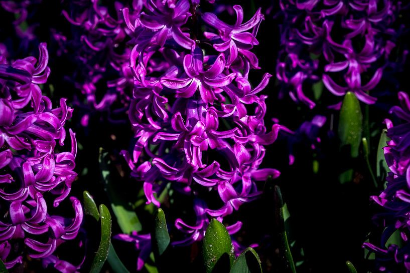 Jacinthe au Keukenhof par Ineke Huizing