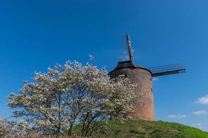 Blossom and a traditional Dutch windmill by Patrick Verhoef
