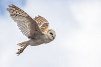 Schleiereule im Flug