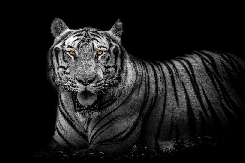 A bengal tiger in black and white by Joost Potma