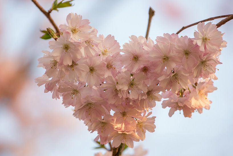 Hart van bloesem van Moetwil en van Dijk - Fotografie