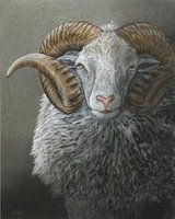 Portrait d'un mouton Skudde-ram