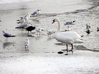 Vogels in de wintervijver