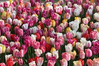 Tulipes