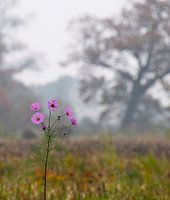 Autumn landscape