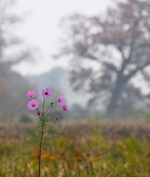 Autumn landscape by Marijke Keijser