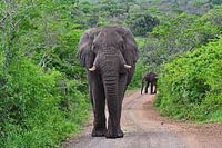 Olifant in Hluhluwe-Imfolozi Game Reserve