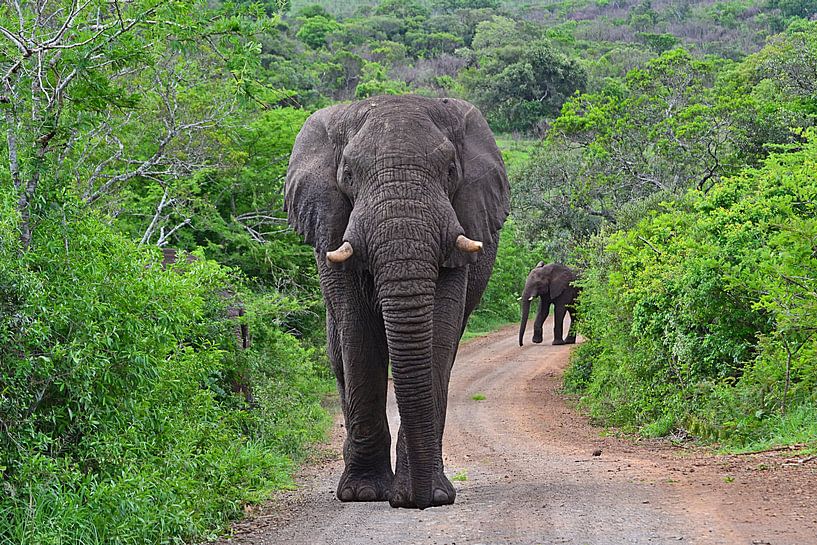 Éléphant dans la réserve de Hluhluwe-Imfolozi par JTravel