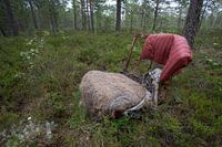 Cimetière automobile dans la forêt de Ryd, Suède