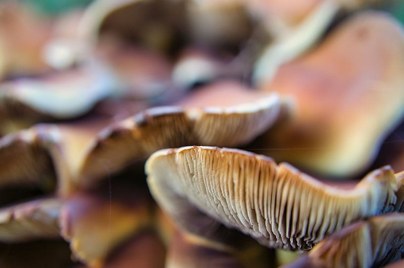 Delicate mushrooms filigree on the forest floor by Martin Köbsch