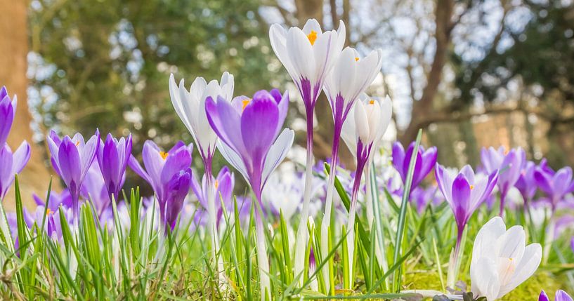 Purple and white crocuses in spring in Assen by Marc Venema