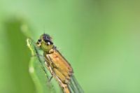 Beautiful damselfly on green leaves