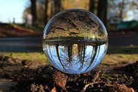 Bol photography - Rijs Friesland - Trees Avenue