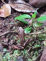 Een mooie bruine kikker