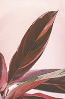 Calathea Triostar oder Peacock Pflanze in rosa