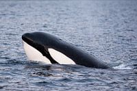 Orca in freier Wildbahn