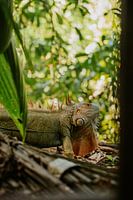 Photographie de voyage "Iguana&quot ; | Cahuita | Costa Rica | Amérique Centrale | Lézard | Jungle | Vert | Photographie | Tirage photo