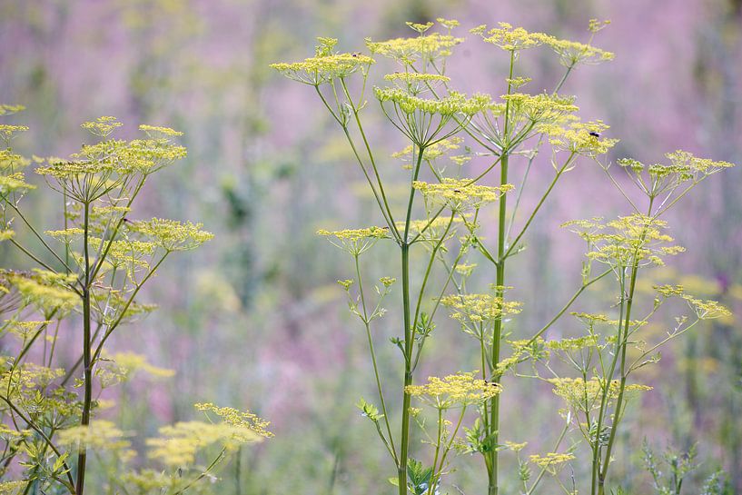 Grasses von Nick Wendt
