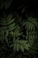 Nature in Norway's forests