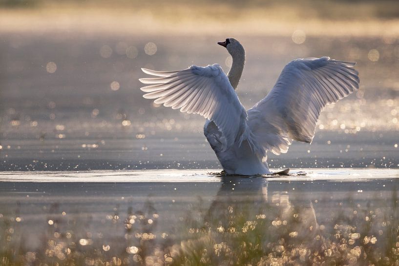 Salutations du matin par Daniela Beyer