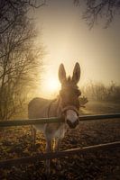 Ein neugieriger Esel posiert für ein Porträt an einem schönen nebligen Wintermorgen in Drenthe