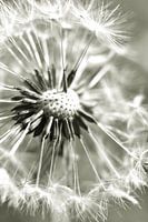 Dandelion fluff