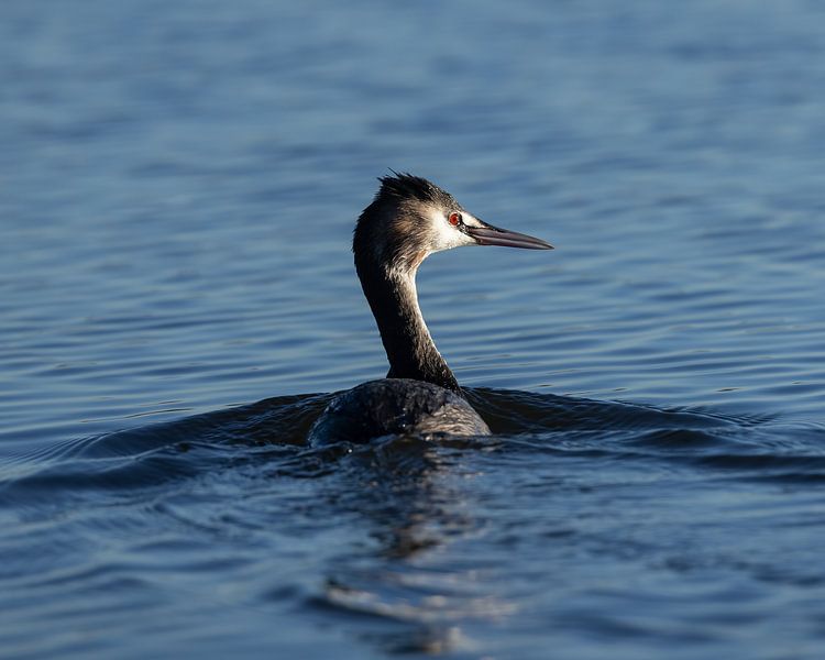 Schönes Bild eines Haubentauchers von Patrick van Bakkum