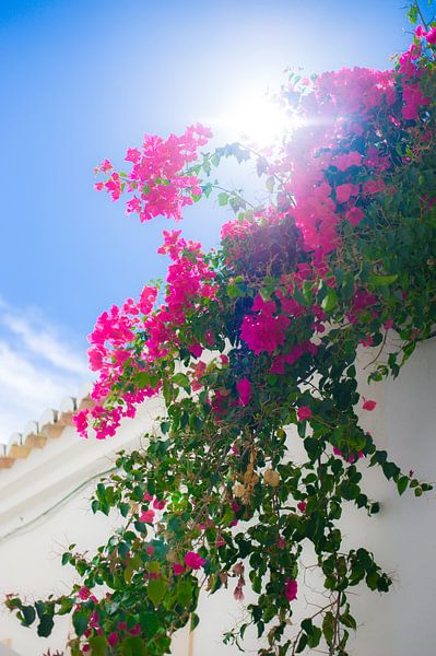 Bougainvillea in loule Portugal by Stefanie de Boer